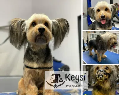 Keysi psi salon - psi fryzjer Profesjonalny Grooming z pasją
